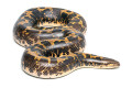 Gongylophis colubrinus loveridgei adult female